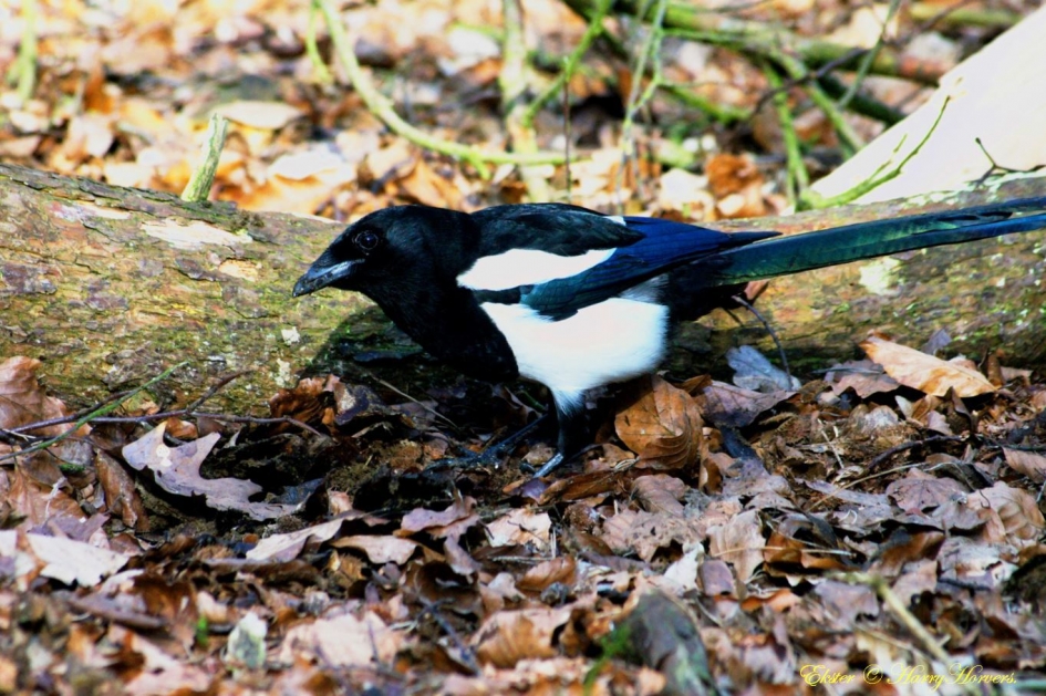 Ekster - Vogels - Ekster