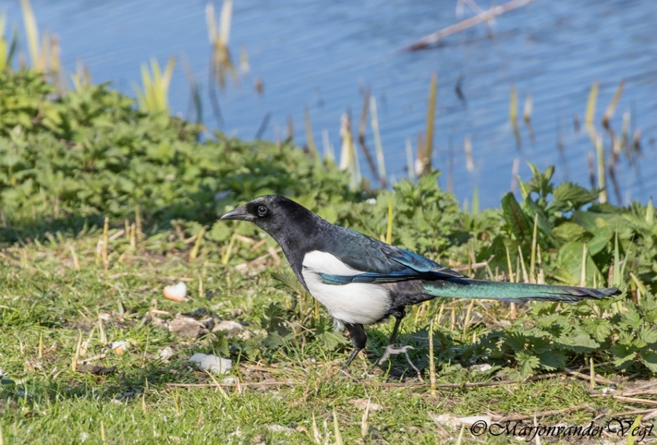Ekster - Vogels - Ekster