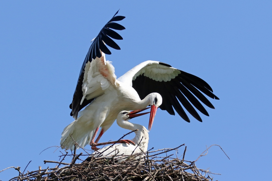 En nu maar hopen op jonkies... - Vogels - ooievaars