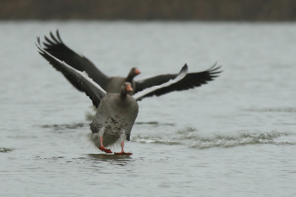 engelbewaarder - Vogels - 