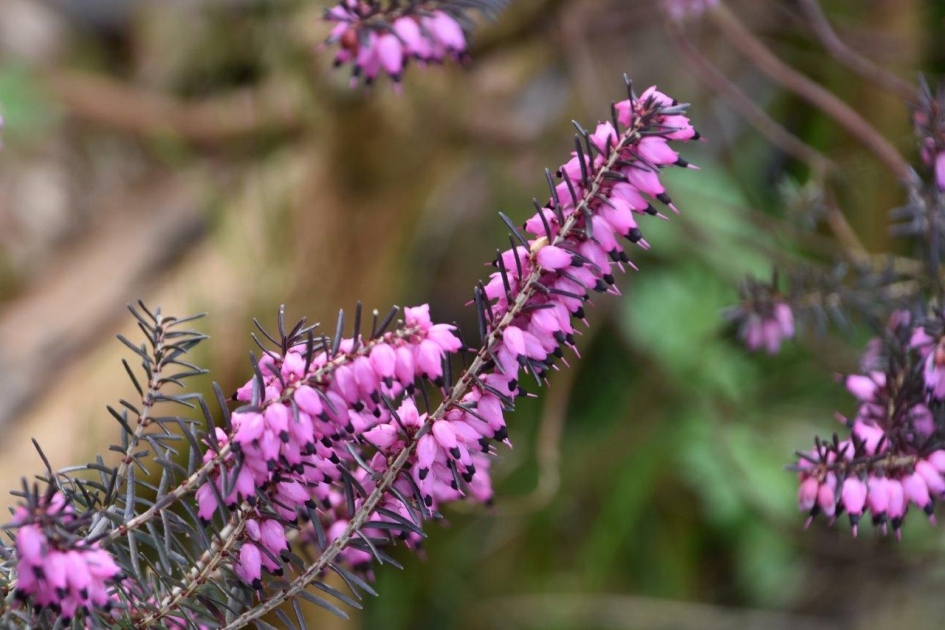 Erica - Planten - 