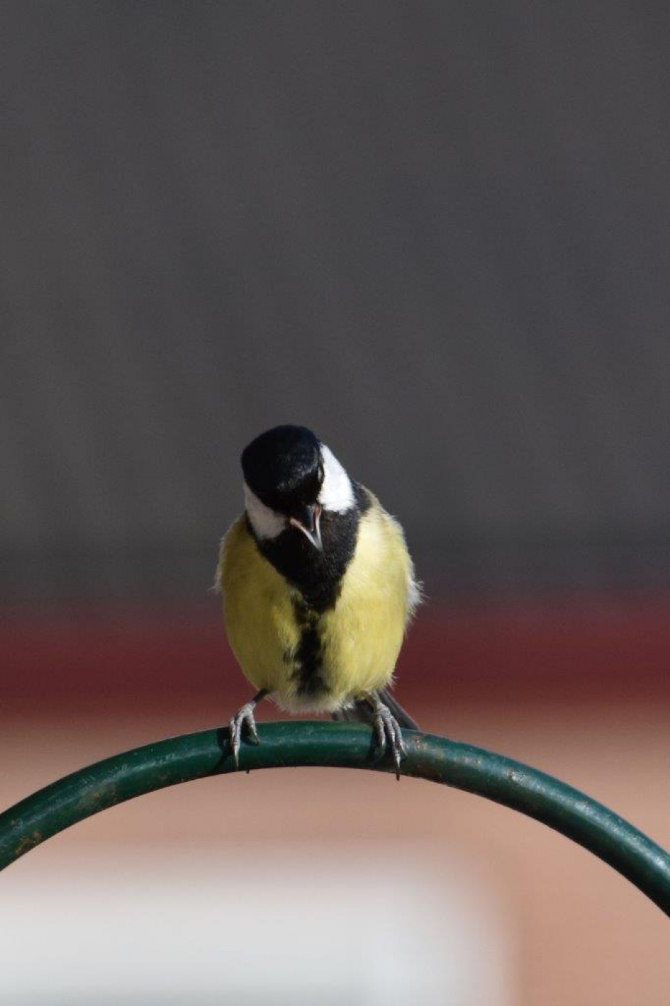 Even rust - Vogels - 