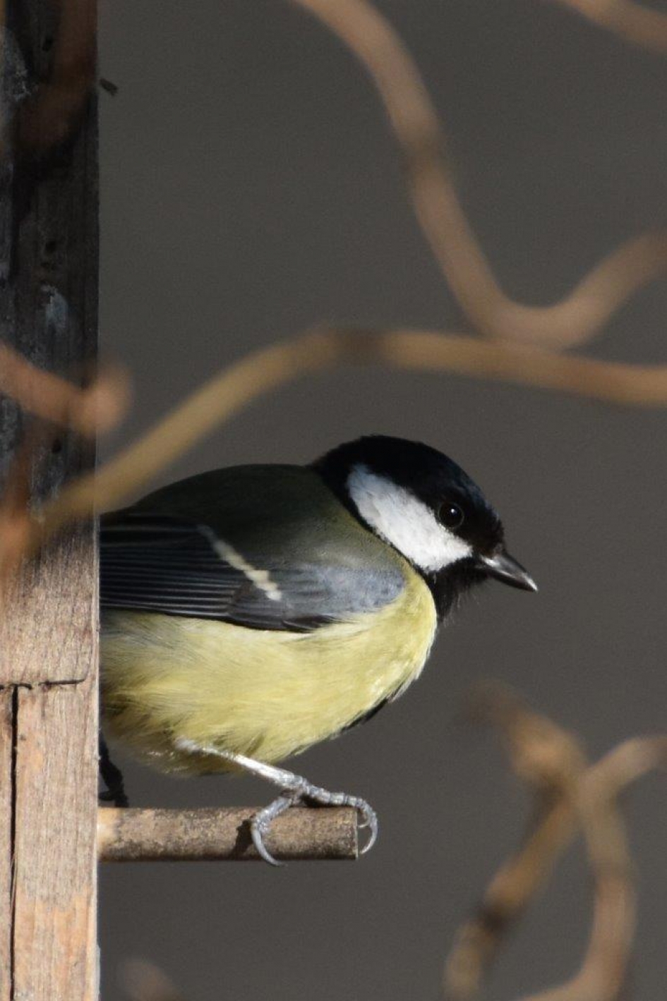 Even rust - Vogels - 