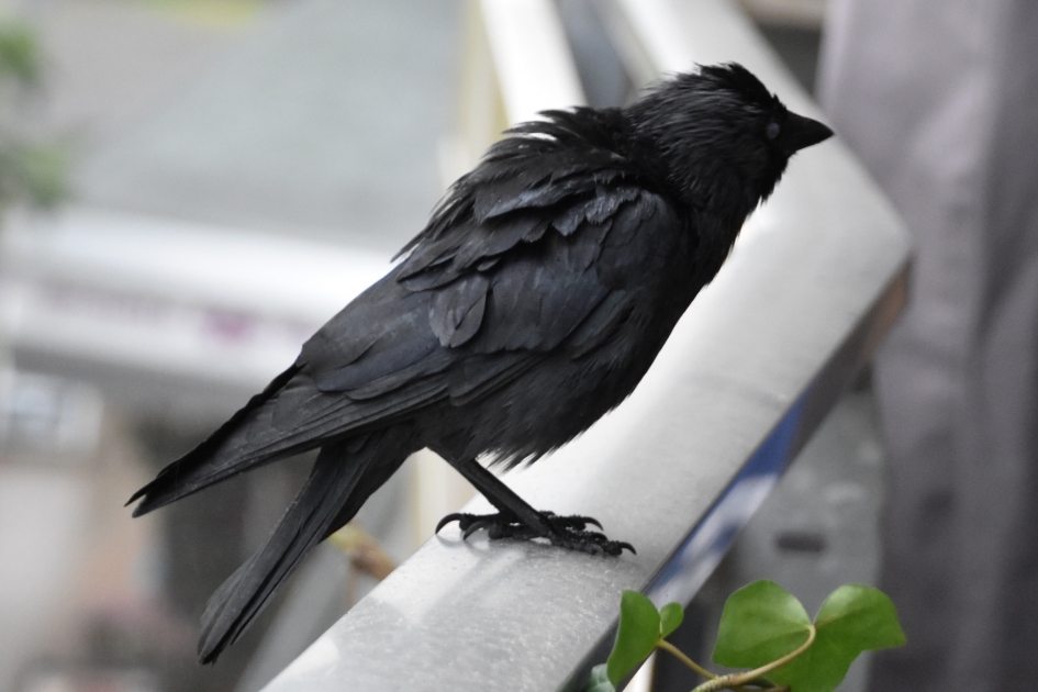 Even schuilen - Vogels - 