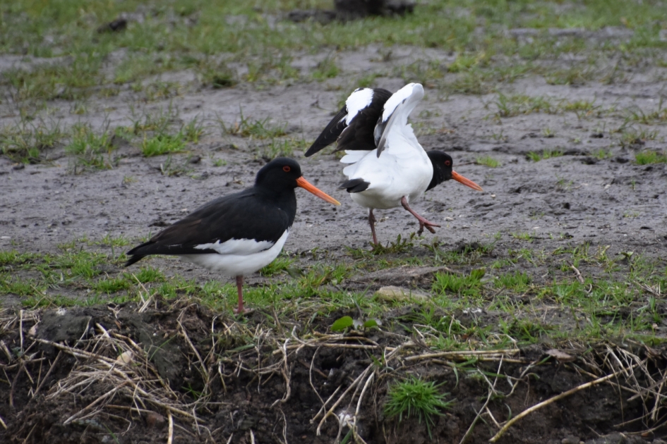 Even strekken - Vogels - 