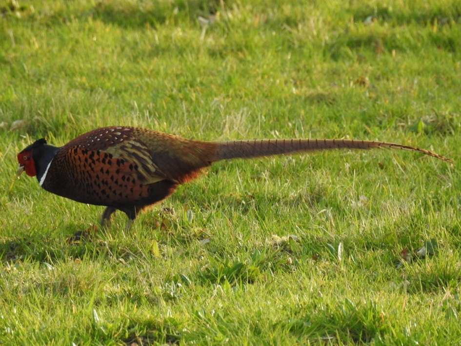 Fazantenhaan - Vogels - Fazant