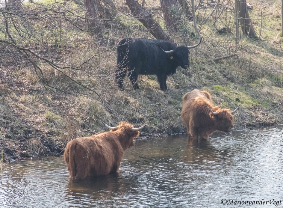 Ff afkoelen - Zoogdieren - Schotse Hooglanders