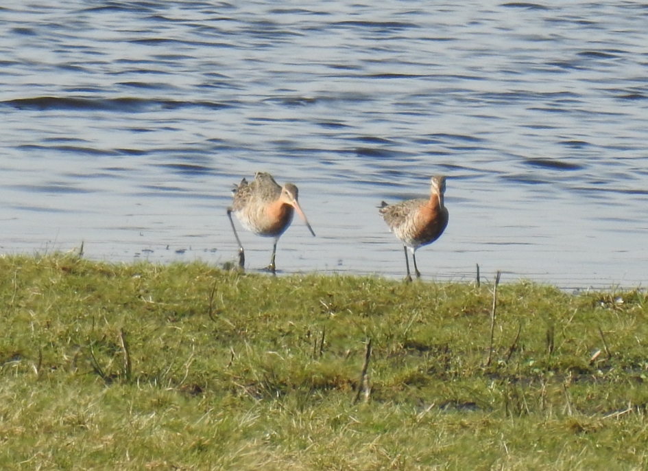 Foeragerende grutto's - Vogels - Grutto