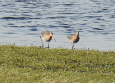 Foeragerende grutto's