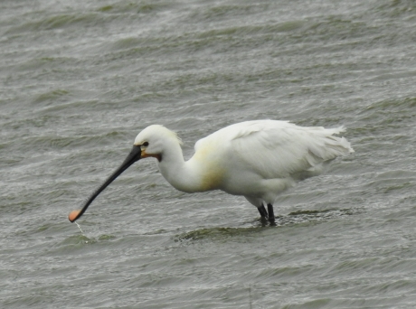 Foeragerende lepelaar