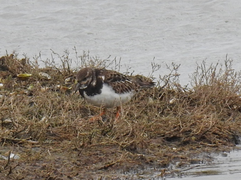 Foeragerende steenloper - Vogels - Steenloper