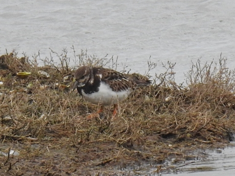 Foeragerende steenloper