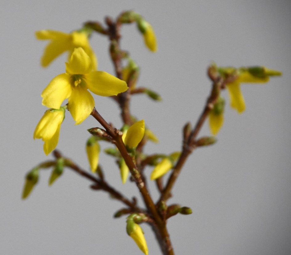 Forsythia - Planten - 