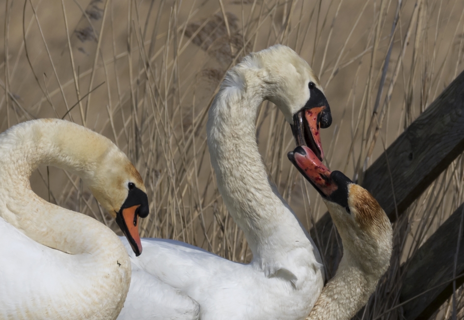 Free fight for a girl - Vogels - Knobbelzwaan