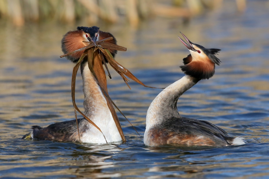 Futenbalts - Vogels - Fuut