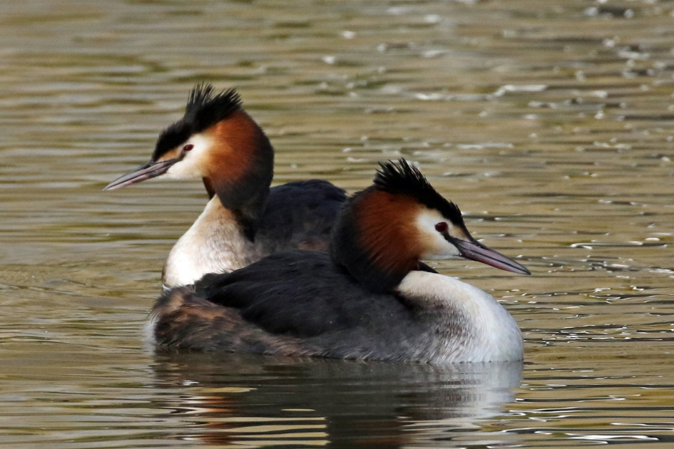 Futenpaartje - Vogels - 