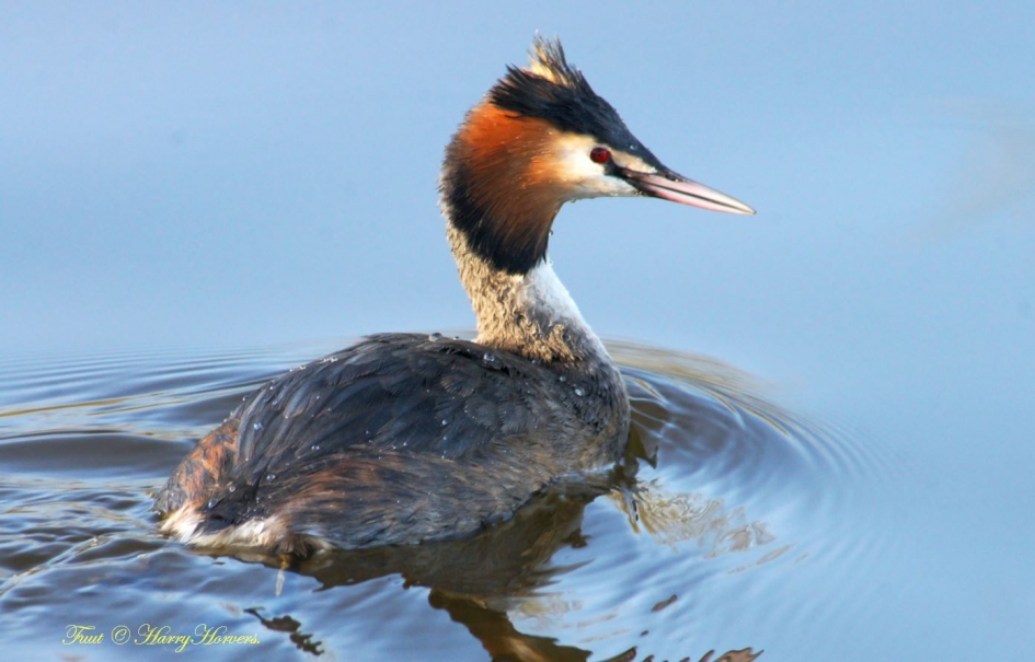 Fuut - Vogels - Fuut