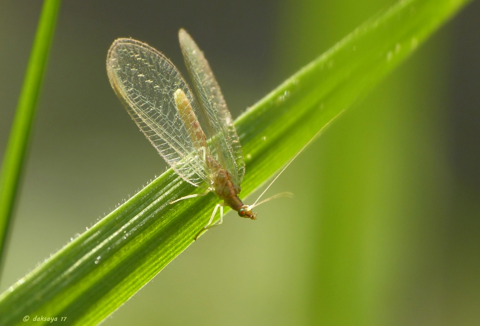 Gaasvlieg - Geleedpotigen - 