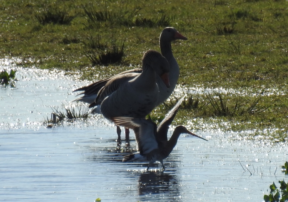 Ganzen kijken naar een grutto - Vogels - Grutto