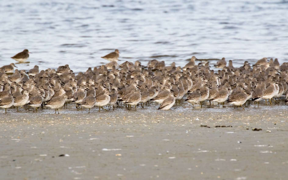 Geef acht! - Vogels - Kanoet