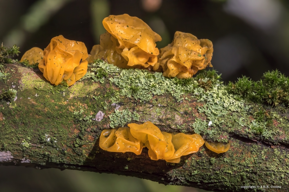 Geel - Schimmels - Gele trilzwam