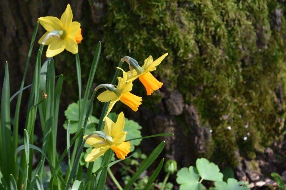 Geel/oranje - Planten - 