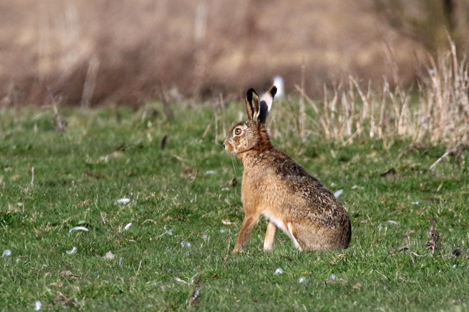 Geen kleintje.. - Zoogdieren - Haas