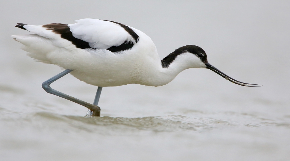 Geen zwart/wit foto - Vogels - Kluut