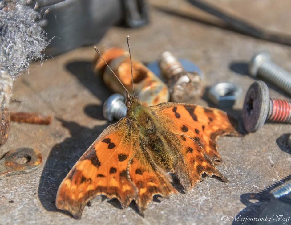 Gehakkelde Aurelia - Geleedpotigen - Gehakkelde Aurelia