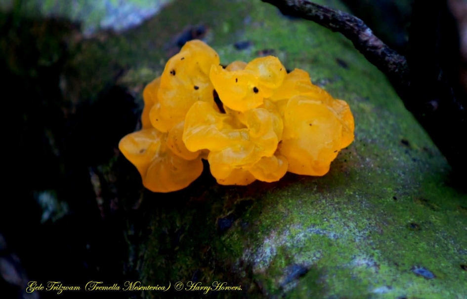 gele Trilzwam - Schimmels - gele Trilzwam