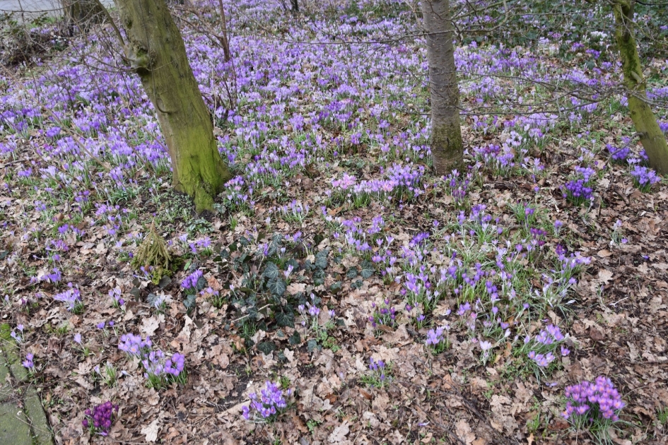 Gemeenteperkje - Planten - 