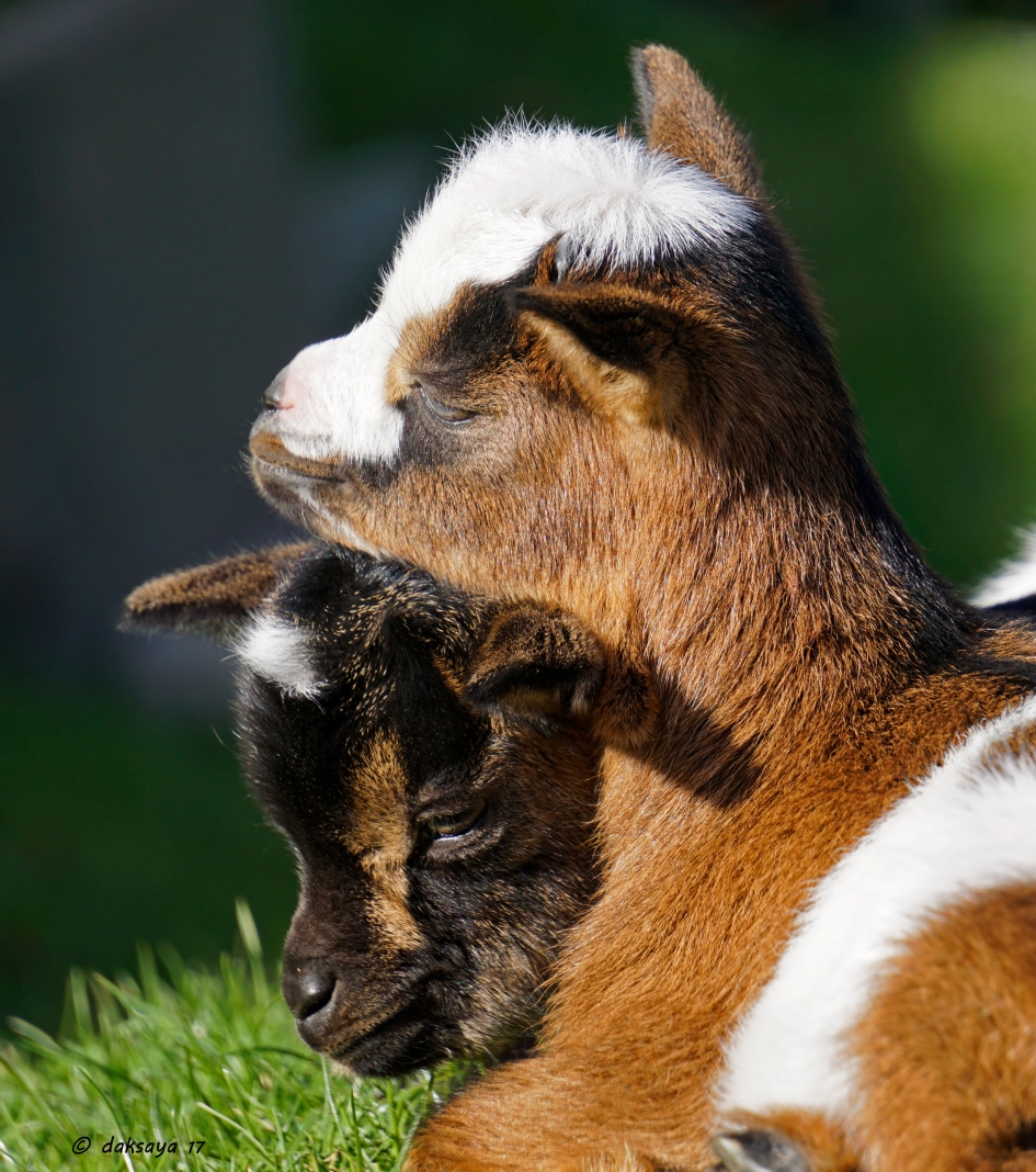 Genegengeit - Zoogdieren - 