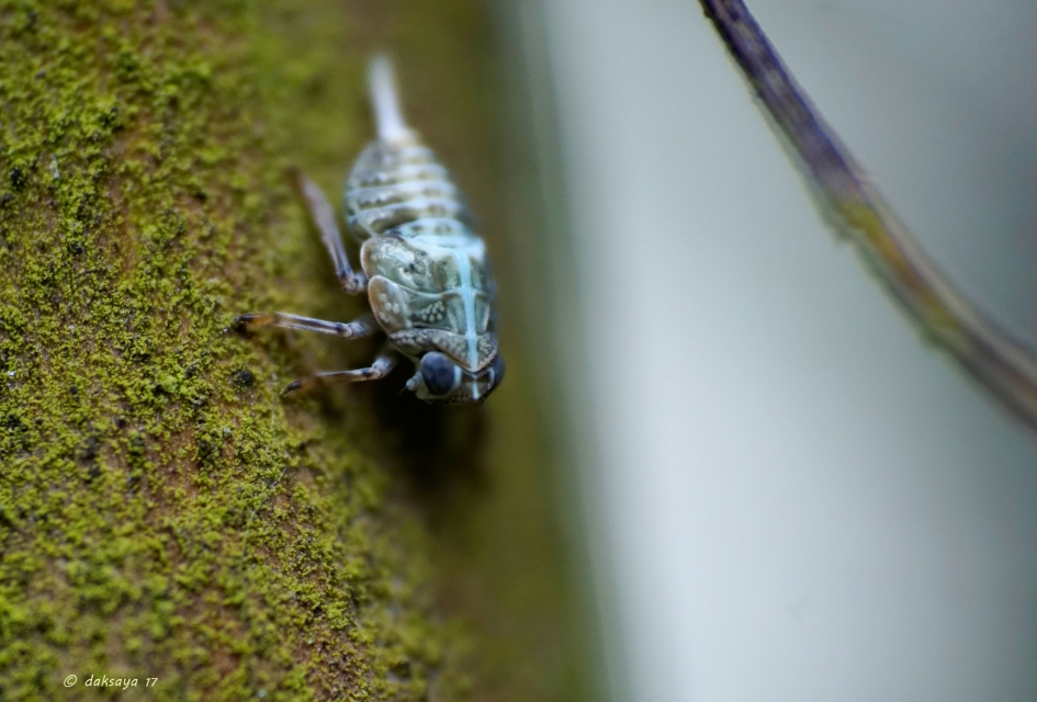 Gepantserd - Geleedpotigen - 