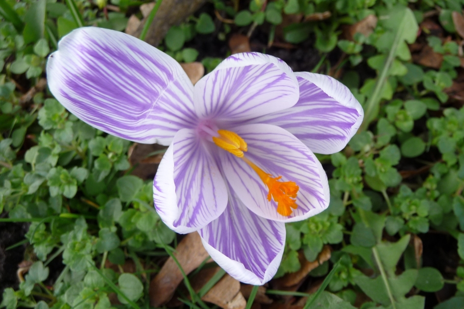 Gestreept! - Planten - 