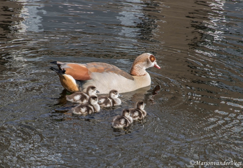 Gevonden - Vogels - Nijlganzen
