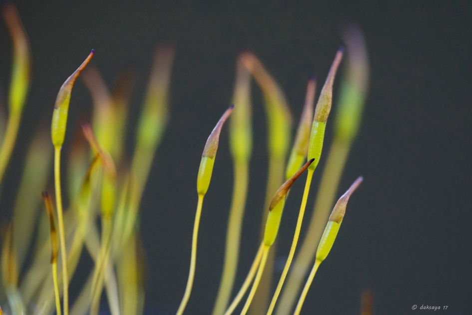 Gewoon muursterretje - Planten - Gewoon muursterretje