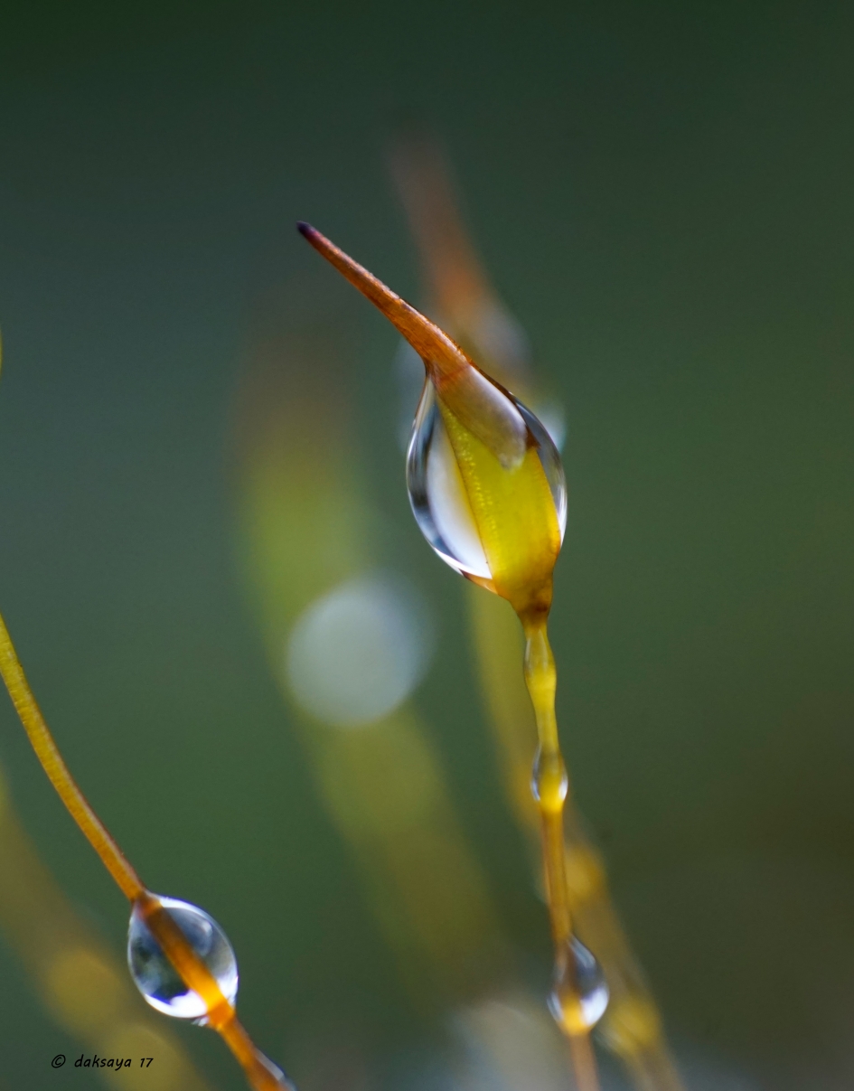 Gewoon muursterretje - Planten - 