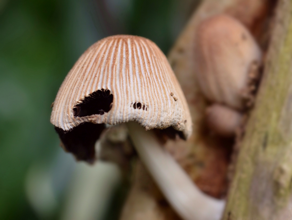 Glimmerinktzwam in de lente - Schimmels - Gewone Glimmerinktzwam