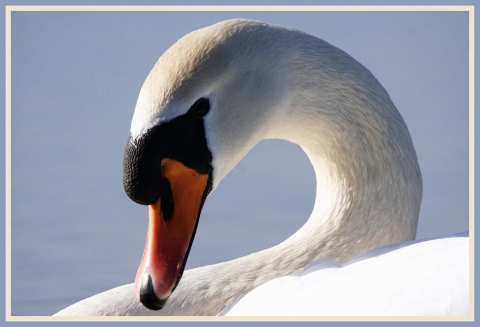 Goed Weekend - Vogels - Knobbelzwaan