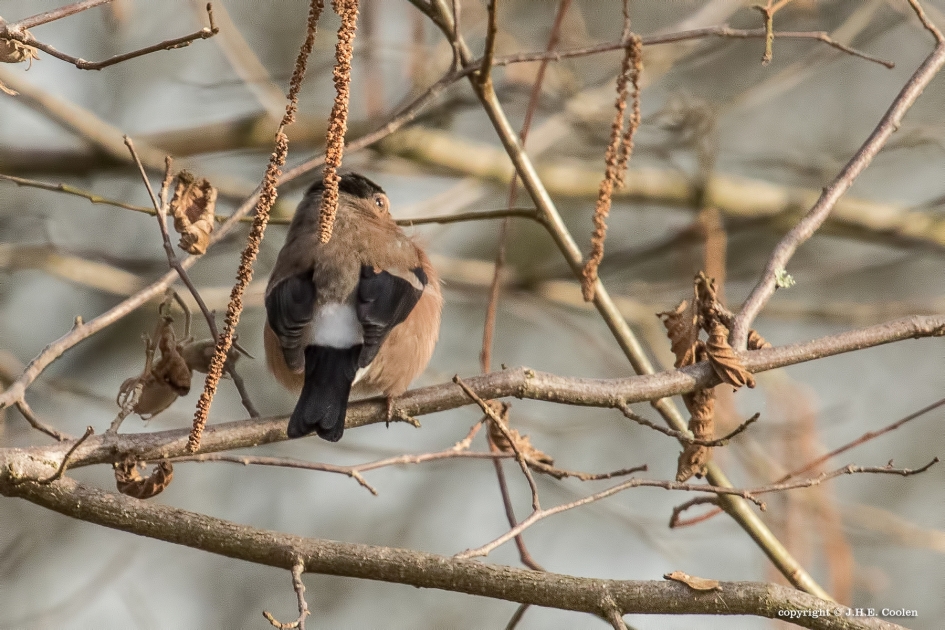 Goudvink - Vogels - Goudvink