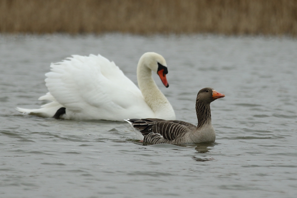 weg uit mijn vaarwater - Vogels - 