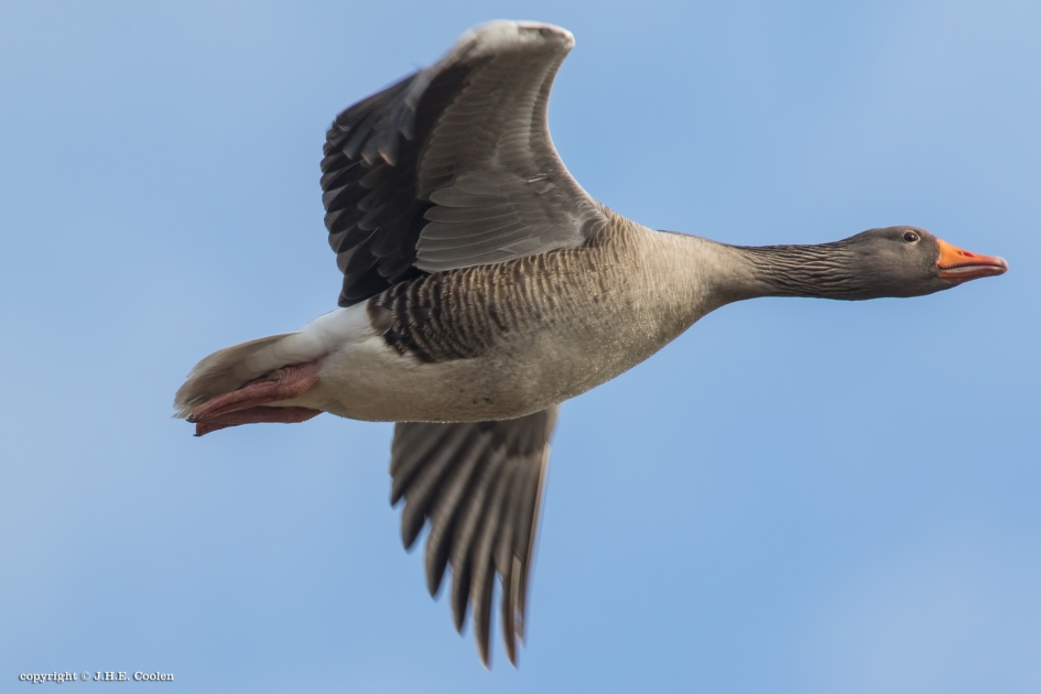 Grauwe gans - Vogels - Grauwe gans