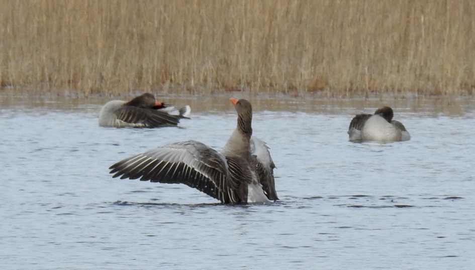 Grauwe gans dirigeert orkest - Vogels - Grauwe gans