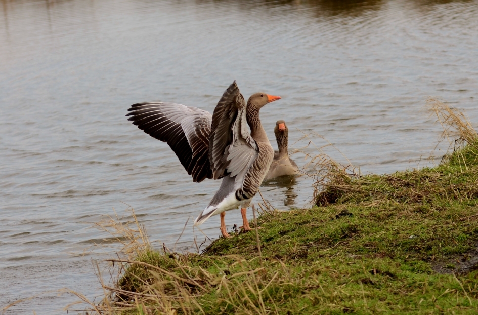 Grauwe Ganzen - Vogels - Grauwe Gans
