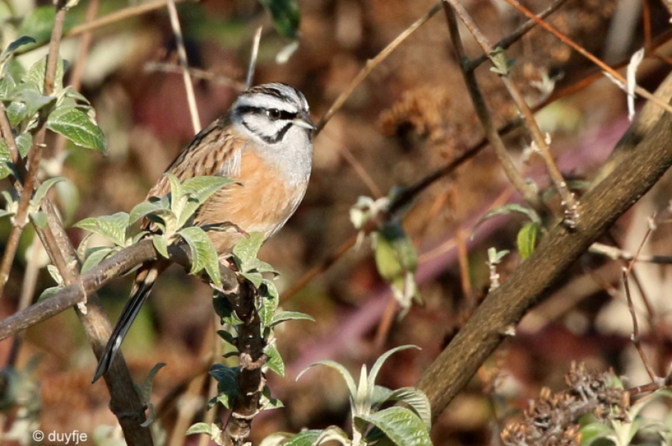 grijs - Vogels - Grijze Gors