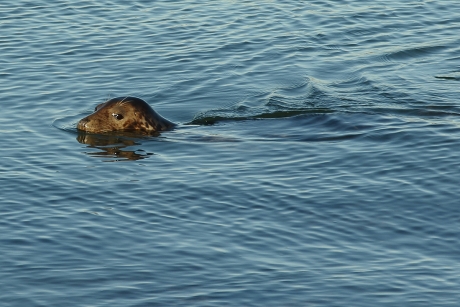 grijze zeehond