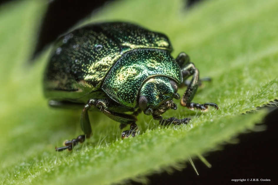 Groen - Geleedpotigen - Bladhaantje