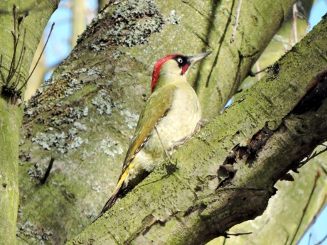 Groene Specht