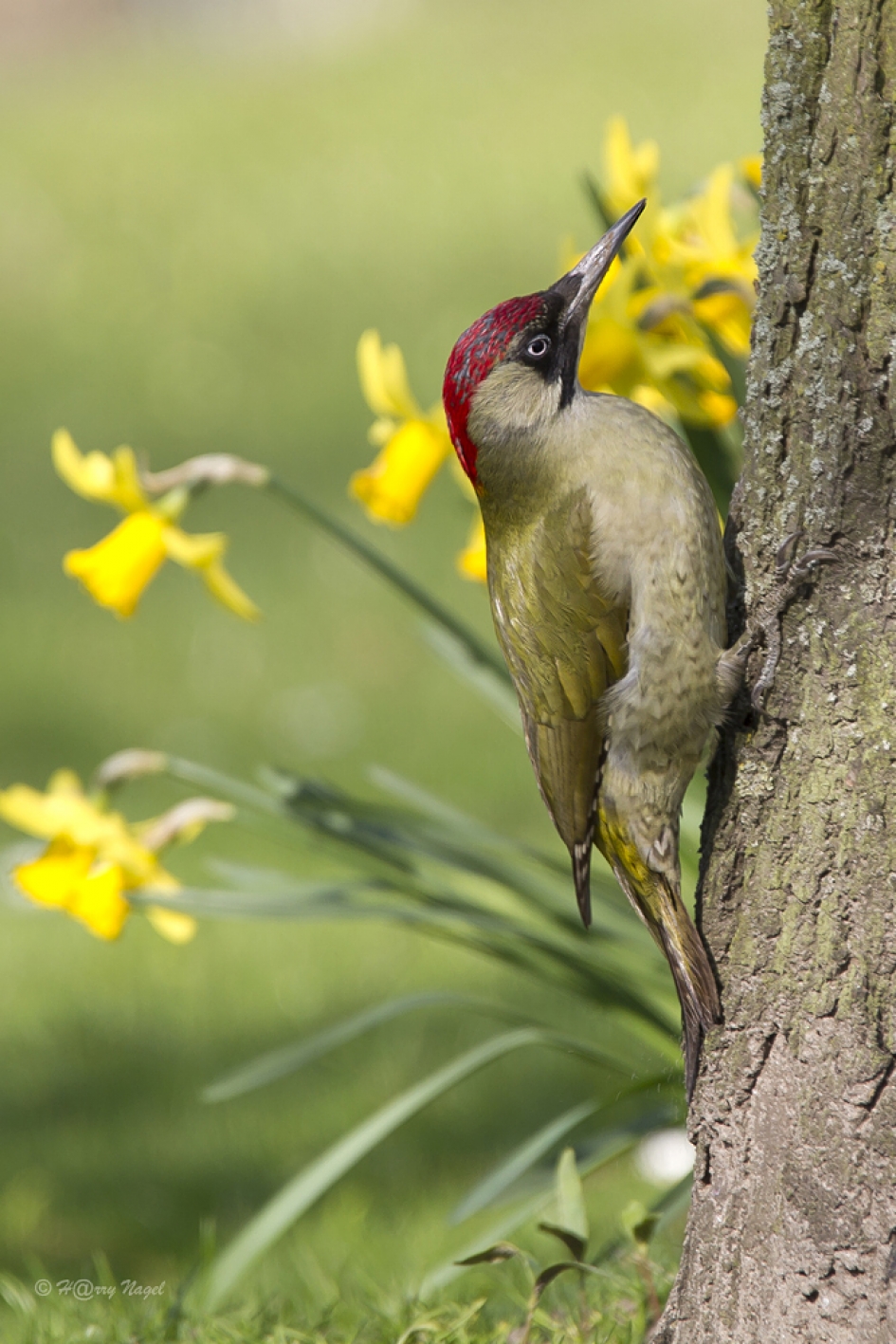 Groene specht - Vogels - Groene specht