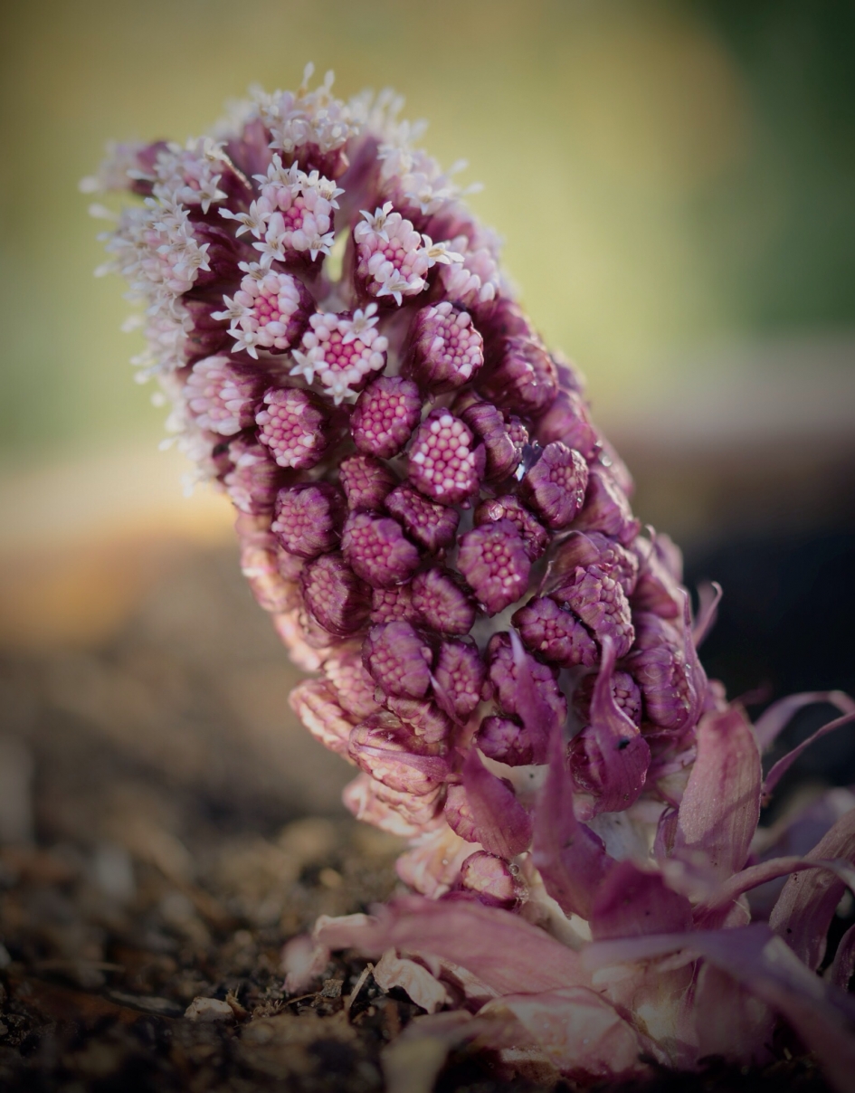 Groot Hoefblad - Planten - Groot Hoefblad